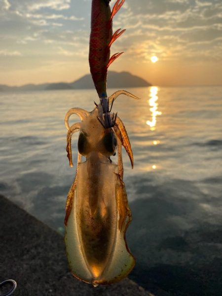 イカよりカマスが成長中！！
